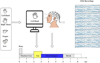 Revealing brain connectivity: graph embeddings for EEG representation learning and comparative analysis of structural and functional connectivity